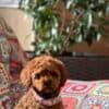 Toy Poodle puppies photo 5