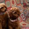 Toy Poodle puppies photo 6