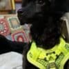 Toy Poodle puppies photo 7