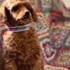 Toy Poodle puppies photo 9