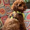 Toy Poodle puppies photo 10