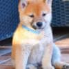 Shiba Inu puppies photo 1