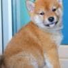 Shiba Inu puppies photo 2