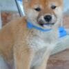 Shiba Inu puppies photo 3