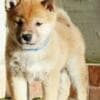 Shiba Inu puppies photo 4