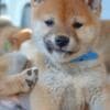 Shiba Inu puppies photo 5