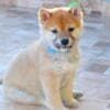 Shiba Inu puppies photo 6