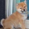 Shiba Inu puppies photo 7
