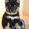 Shiba Inu puppies photo 8