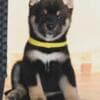 Shiba Inu puppies photo 9
