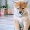 Shiba Inu puppies photo 10