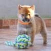 Shiba Inu puppies photo 11