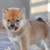 Shiba Inu puppies photo 12