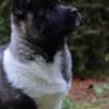 American Akita puppies photo 1
