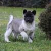 American Akita puppies photo 2