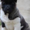 American Akita puppies photo 3