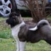 American Akita puppies photo 4