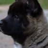 American Akita puppies photo 5