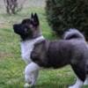 American Akita puppies photo 6