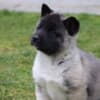 American Akita puppies photo 7