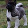 American Akita puppies photo 8