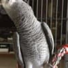 African Grey parrots photo 1
