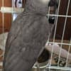 African Grey parrots photo 2