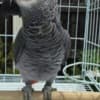 African Grey parrots photo 3