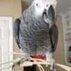 African Grey parrots photo 5