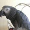 African Grey parrots photo 6