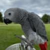 African grey parrots photo 1