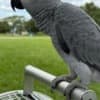 African grey parrots photo 2