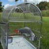 African grey parrots photo 3