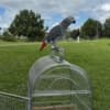 African grey parrots photo 4
