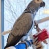 African Grey Parrots photo 1