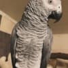 African Grey Parrots photo 2