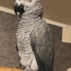 African Grey Parrots photo 3