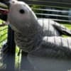 African Grey Parrots photo 6