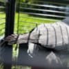 African Grey Parrots photo 7