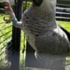 African Grey Parrots photo 8