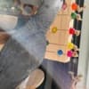 African Grey Parrots photo 9