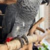 African Grey Parrot photo 2