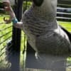 African Grey Parrot photo 8