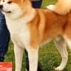 Japanese Akita Inu puppies photo 2