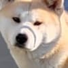 Japanese Akita Inu puppies photo 3