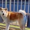 Japanese Akita Inu puppies photo 4