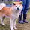 Japanese Akita Inu puppies photo 5
