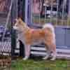 Japanese Akita Inu puppies photo 6