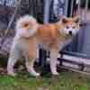Japanese Akita Inu puppies photo 7