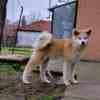 Japanese Akita Inu puppies photo 8